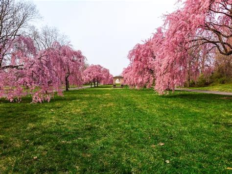 Premium Photo | Spring cherry blossoms at fairmount park