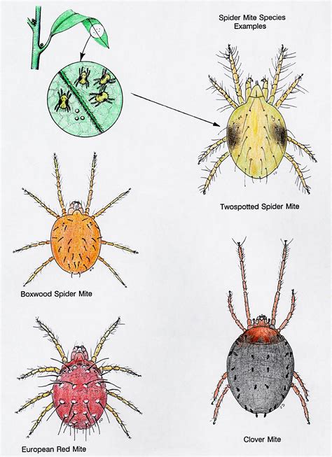 Plant Feeding Mites - Insect Drawings