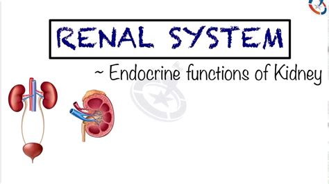 Endocrine Functions of Kidney | Endocrinology - Renal Hormones by Aakansh Kothari - YouTube