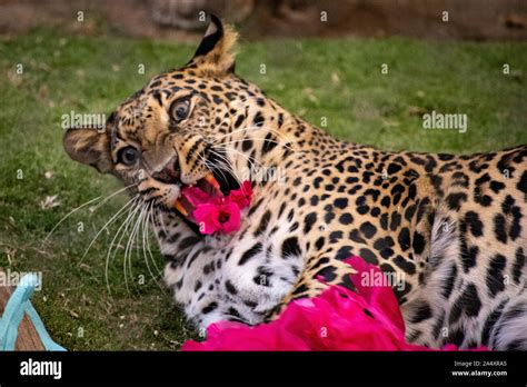 Close-up of a leopard making a funny face Stock Photo - Alamy