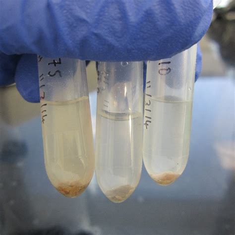 Ancient Proteins Extraction Protocol