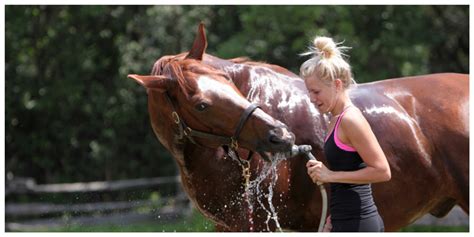 15 Must-Know Horse Grooming Tips and Secrets