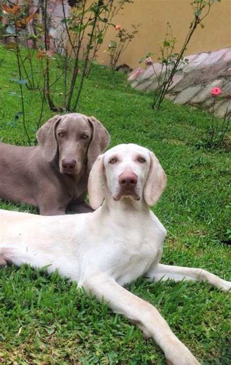 Weimaraner | Weimaraner puppies, Albino animals, Puppies