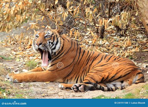 Tigre indochino foto de archivo. Imagen de animal, asia - 24191188