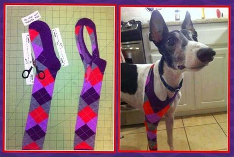 Cut a sock to protect dog injury to leg | Dogs, Diy dog stuff, Dog care