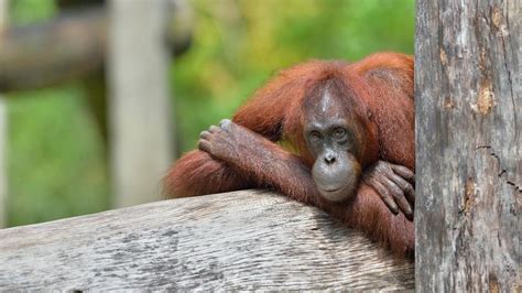 Private Lok Kawi Wildlife Park from Kota Kinabalu - Kota Kinabalu | Project Expedition