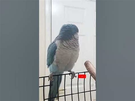 Quaker parrot Sounds |Quaker Parrot Calling Each other #shorts - YouTube