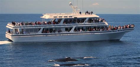 Hyannis Whale Watcher Cruises | See Plymouth