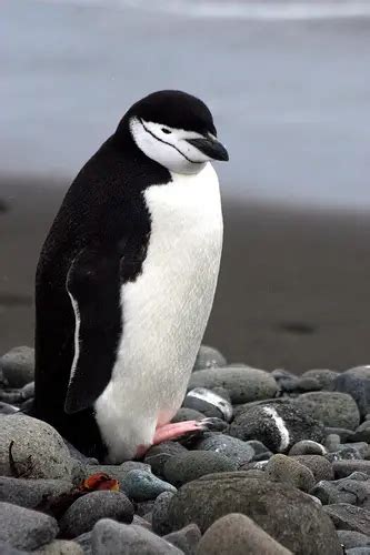 Chinstrap Penguin Facts For Kids – What Do Chinstrap Penguins Eat – Where Do Chinstrap Penguins Live