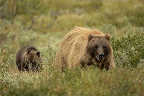 Commentary: Observing a grizzly bear cub | Chanhassen Opinion ...