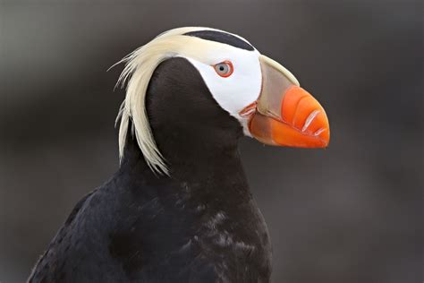 Details : Tufted Puffin - BirdGuides