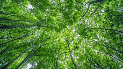 tree-canopy-2 - Honoring The Future