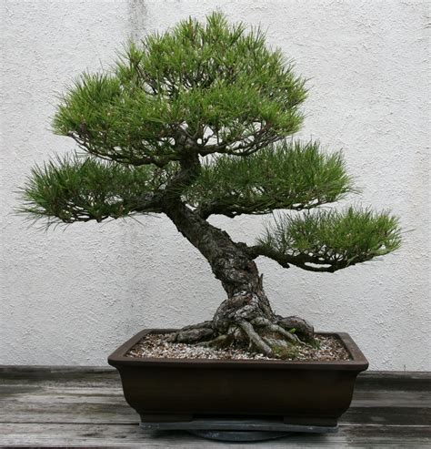 BONSAI - Japanese Black Pine