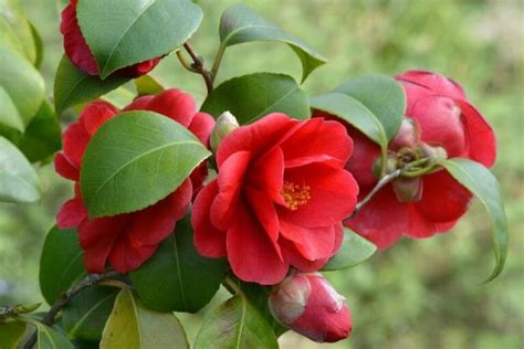 Camellia Flowers and Their Symbolic Meanings - Petal Republic