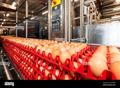 Egg production hi-res stock photography and images - Alamy