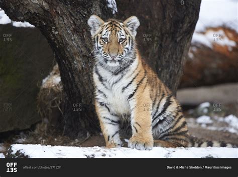 Young Siberian tiger, Panthera Tigris altaica, sitting in snow stock ...