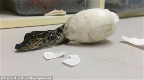 Video of a alligator hatching from an egg at Australian Reptile Park goes viral | Daily Mail Online