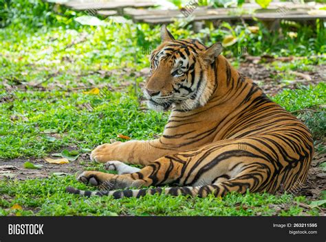 Bengal Tiger Forest Image & Photo (Free Trial) | Bigstock