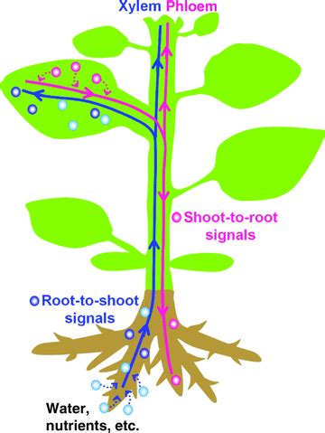 Plant Vascular System Diagram