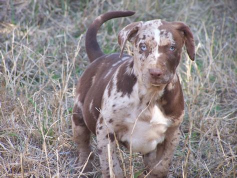 Catahoula Bulldog - Breeders, Puppies, Pictures, Facts, lifespan ...