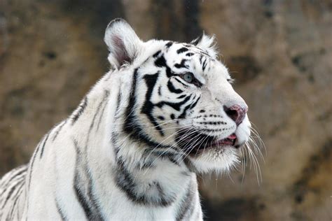 Rare white tiger cubs maul animal keeper to death in India | London Evening Standard