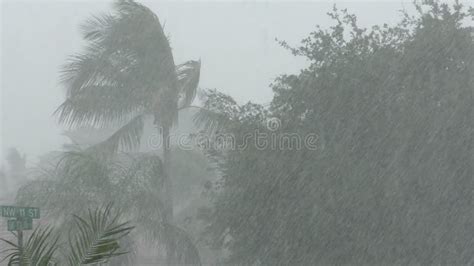 Tropical storm in 4K stock video. Video of florida, downpour - 54502221