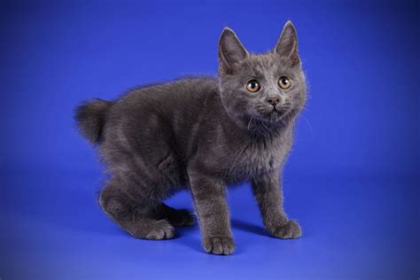 Kurilian Bobtail: Cat Breed Profile, Characteristics & Care