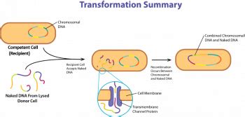 Microbial Genetics – General Microbiology