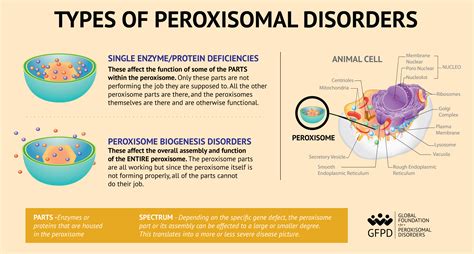 Types of peroxisomal disorders: peroxisomal biogenesis disorders and single enzyme protein ...