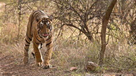 Royal Bengal Tiger Hunting photo - Raymond J Barlow photos at pbase.com