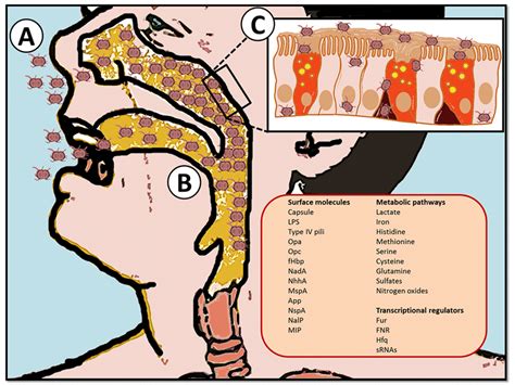 Unraveling Neisseria meningitidis pathogenesis:... | F1000Research