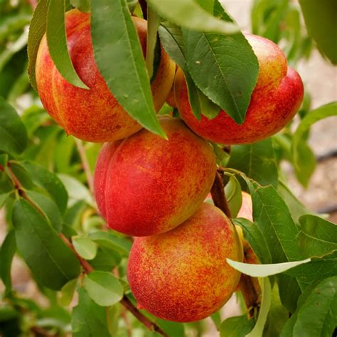 Patio Nectarine Tree - Prunus Persica var. Nucipersica