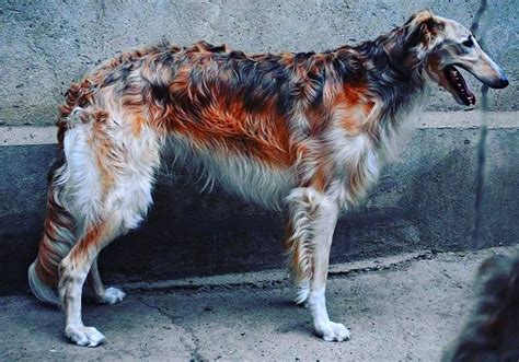 This Borzoi is the most beautiful I have ever seen, with every coat color all in one dog. Has to ...