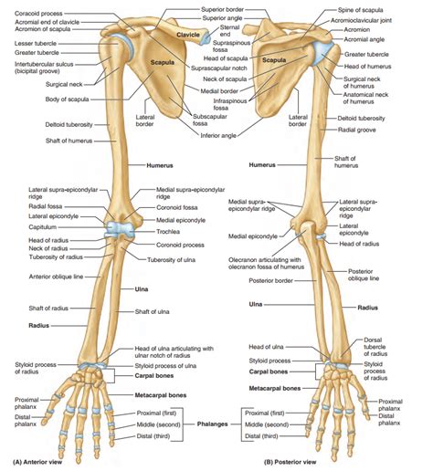 (Anatomy) Bones of the Upper Limb Diagram | Quizlet