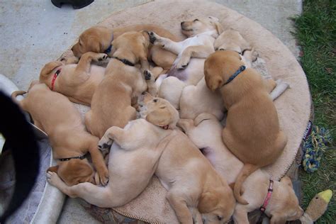 so many sleepy puppies