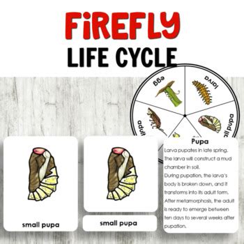 Firefly Life Cycle Insect Activities | TpT