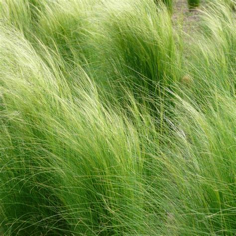 Feather Grass, European Feather Grass seeds - Stipa pennata - 10 seeds ...