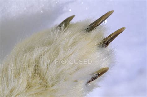 Claws of arctic fox paw, close-up. — mammal, winter - Stock Photo | #200733972