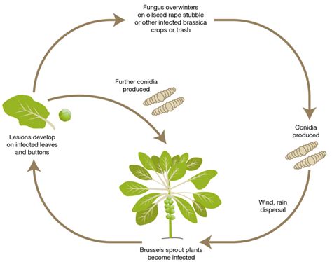 Alternaria Leaf Spot Life Cycle - Infoupdate.org