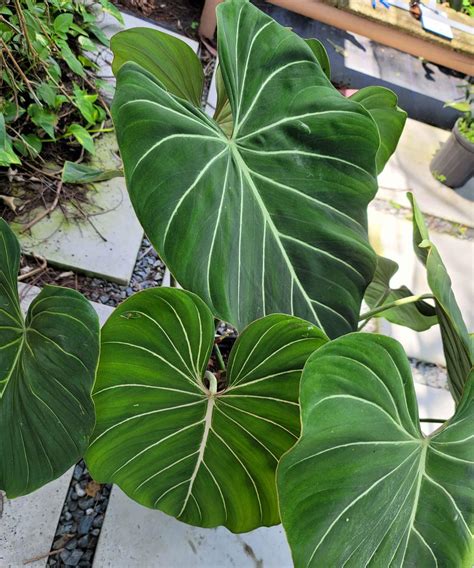 Philodendron gloriosum | PlantVine