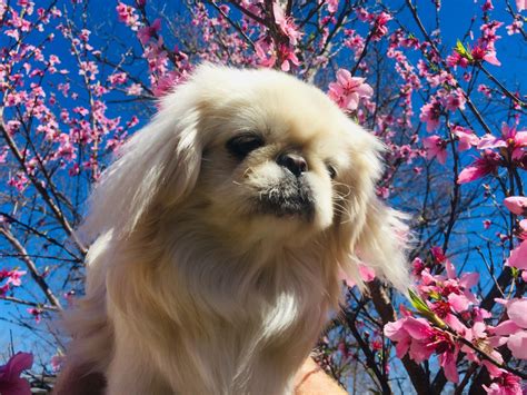 Pekingese Puppies For Sale | Dallas, TX #295781 | Petzlover