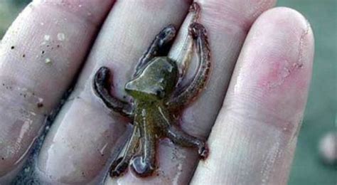 It's World Octopus Day! Here Are Eight Awesome Octopodes - Newsweek