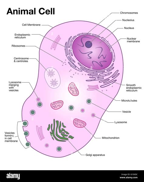 Animal Cell Model Labeled - BELAJAR IPA BERSAMA