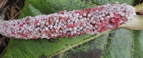 Anthurium Species, Birdnest, Birds Nest Anthurium, Spike Leaf Anthurium hookeri