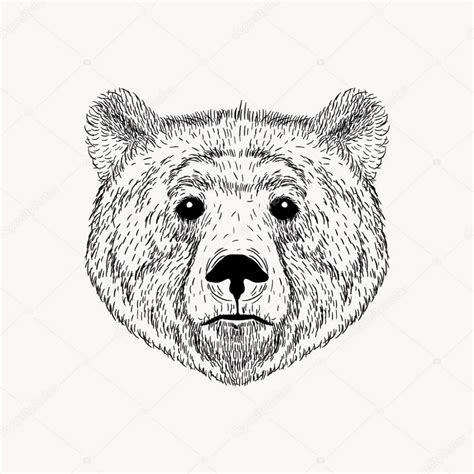 Descargar - Dibujo realista cara de oso — Ilustración de Stock | Hand ...