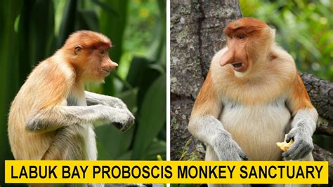 Labuk Bay Proboscis Monkey Sanctuary (amazing photos)