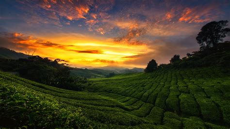 Greenery, Landscape, Mountain, Nature, Tea Plantation, Tree 4k, HD ...