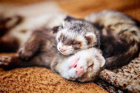 Ferrets as Pets: how much do ferrets cost? What is Their Aggressiveness and Life Expectancy ...