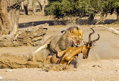 Kgalagadi Transfrontier Park photographer captures moment lion takes down antelope | Daily Mail ...