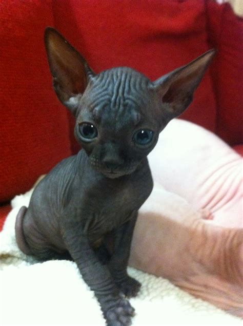 10 Best Sphynx Cat Names